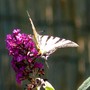 Another view of scarce Swallowtail on buddlea.