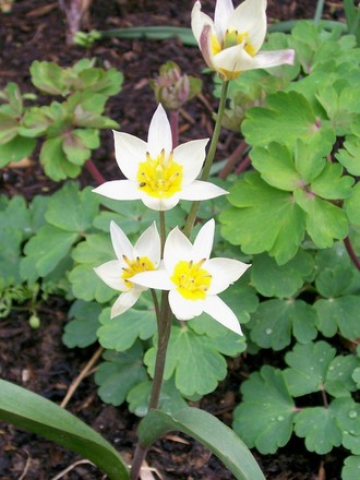 15_3_6.jpg (Tulipa turkestanica (Tulip))