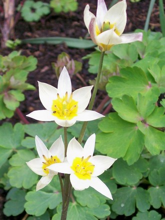 15_3_7.jpg (Tulipa turkestanica (Tulip))