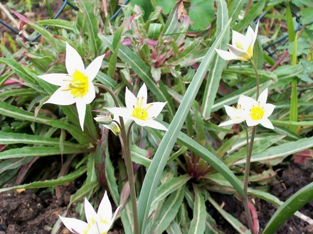 15_3_19.jpg (Tulipa turkestanica (Tulip))