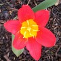 15_3_4.jpg (Tulipa kaufmanniana)