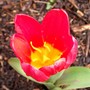 Tulipa kaufmanniana