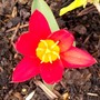 15_3_3.jpg (Tulipa kaufmanniana)