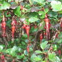 Ribes speciosum