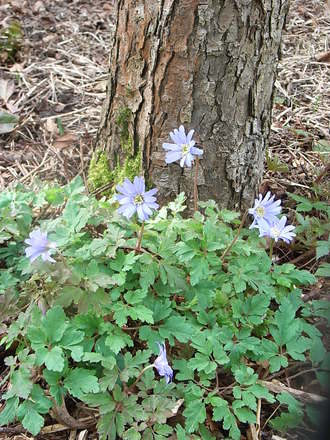 Anemone appennina (Anemone appennina)