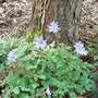 Anemone_appennina