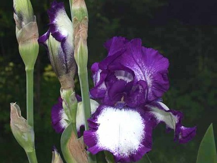 Iris 