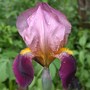 Iris_mauveyel_rain5-06-03sm