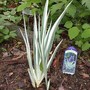 Iris_variegated_sweet_5-07-03sm