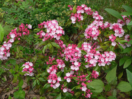 Mountain Laurel 