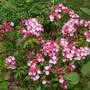 Mountain Laurel "Olympic Fire" (Kalmia latifolia "Olympic Fire")