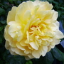 June_garden_00094
