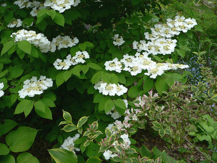 Doublefile Viburnum in bloom (Viburnum v. plicatum f. tomentosum 