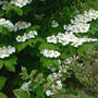 Doublefile Viburnum in bloom (Viburnum v. plicatum f. tomentosum "Pink Beauty")