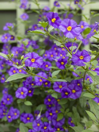 A garden flower photo