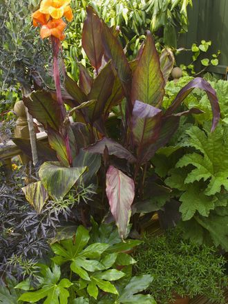 Canna.'Indian shot'
