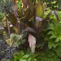 Garden_pics_028