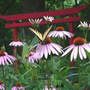 Tiger_st_p_coneflower_torii_7-14-06_exc