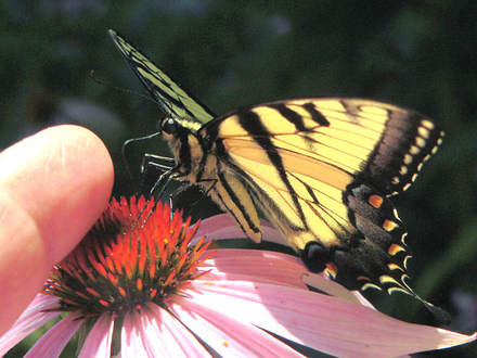 Tiger Swallowtail, Coneflower (Rudbeckia purpurea)
