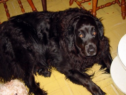 Buddy
