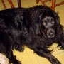 Buddy1