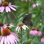 Tiger_st_dark_fe_side_7-18-06_exc
