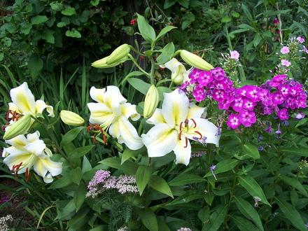 'Gold Band' oriental lily and phlox paniculata 'Laura'
