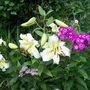 Sum_flowers_7-15-07_068