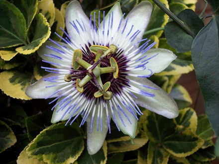 favorite passion flower (passiflora 'clear blue')