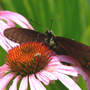 Tiger_st_dark_fe_polen_close_7-19-06_good_med