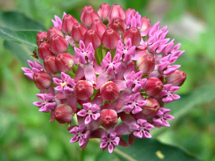 Swamp Milkweed (Asclepias incarnata (Swamp milkweed))