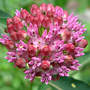 Asclepias incarnata (Swamp milkweed)