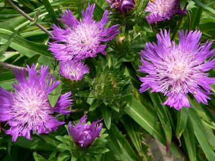 Stokes Aster 