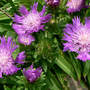 Stokes Aster "Purple Parasols" (Stokesia laevis (Stokes' aster) "Purple Parasoles")