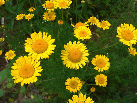 Daisy Kelway's Golden Marguerite (Daisy)