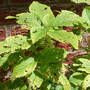 Holey Wood Nettle (Laportea canadensis)
