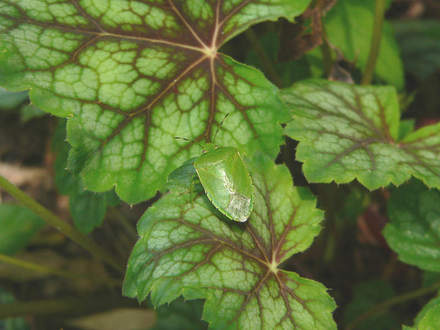 Stinkbug on Heuchera (Heuchera 