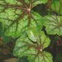 Heuchera "Stoplight"