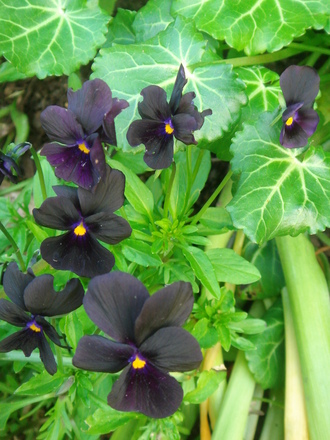 Viola Molly Sanderson (Viola)