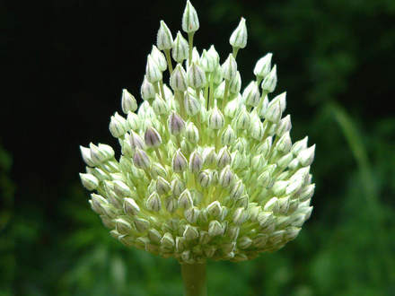 Garlic Buds (Allium unnamed)