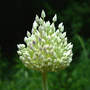 Garlic_buds_6-11-07_good_sm