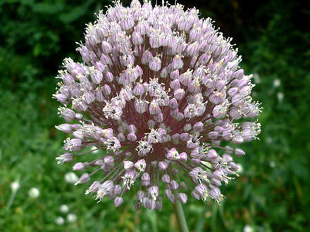 Garlic Blooming (Allium unnamed)