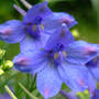 Delphinium "Butterfly Blue" (Delphinium grandiflorum "Butterfly Blue)