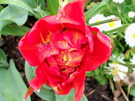 mystery orange/red orange tulip (tulipa)