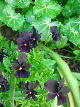 Viola Molly Sanderson (Viola)