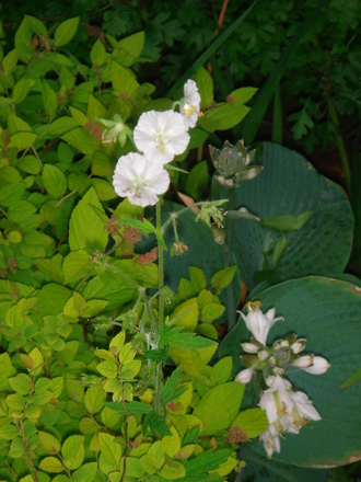 Geranium phaeum grown through spirea & hosta - June 2007 (Geranium phaeum)
