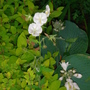 Dsc00241