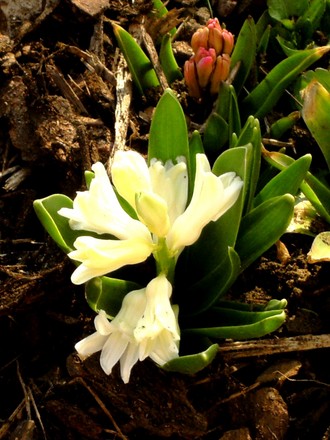 More hyacinths out on 16th March (Hyacinthus orientalis (Hyacinth))