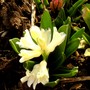 Pict0379
