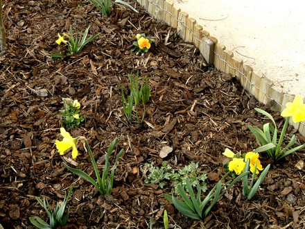 Yellow bed